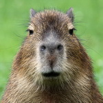 capybara